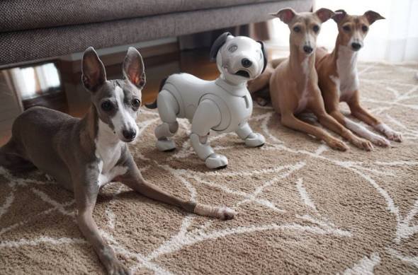 ソニーの「aibo」（アイボ）