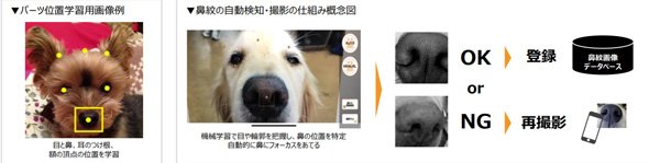 鼻紋
