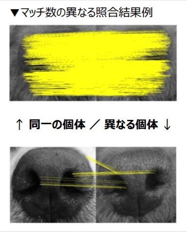 犬