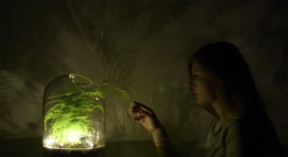 植物