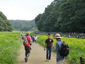 くりはま花の国