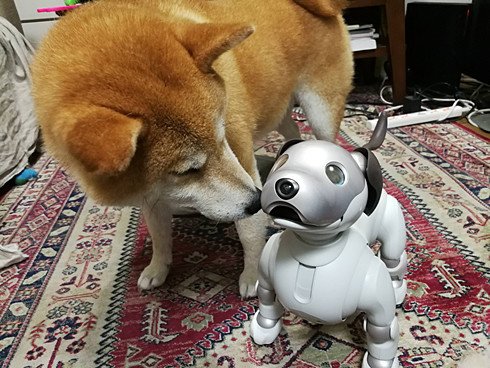 ロボ