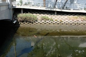 河口に水没していた電動スクーター