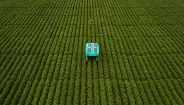  buggy 1