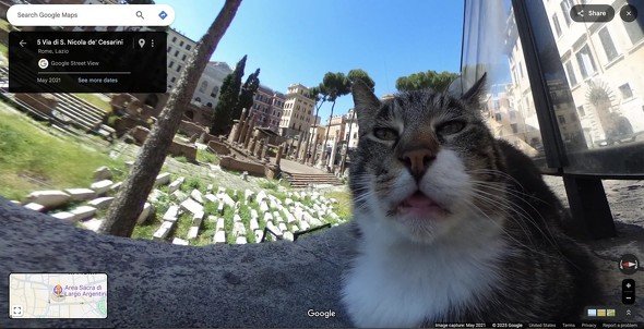  cat