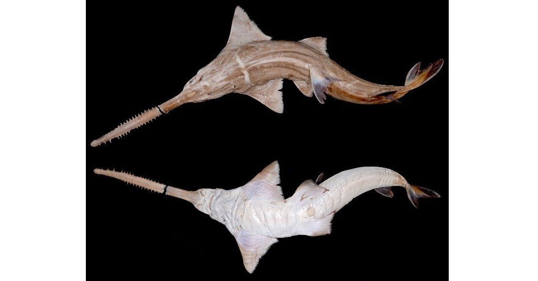 ノコギリエイは日本国内で絶滅していた──琉球大などが発表 海産魚類