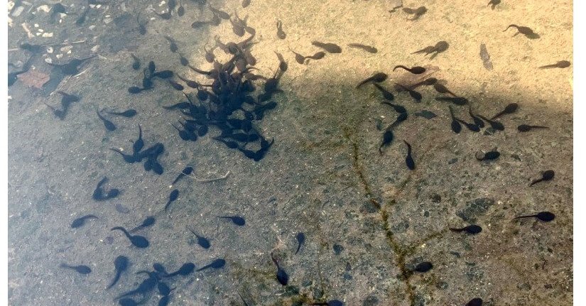 “ぼっちな生まれ”より“ぼっちな育ち”の方が他者と関わるのが苦手？　京大がオタマジャクシの社会性を実験