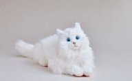 リアルな猫型ロボット「KIMIT」、不具合で販売中止、回収へ 「電源を